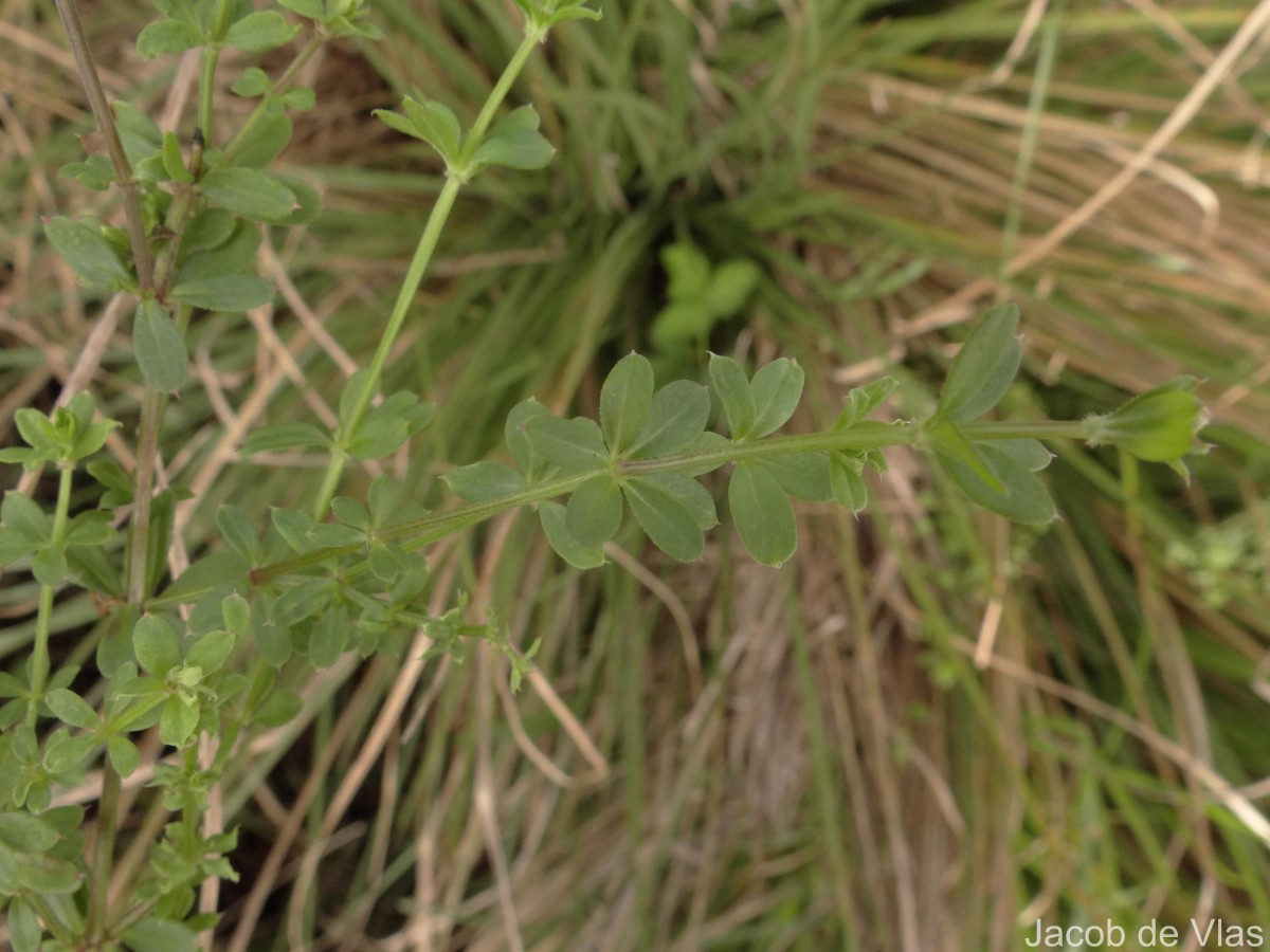 Galium asperifolium Wall.